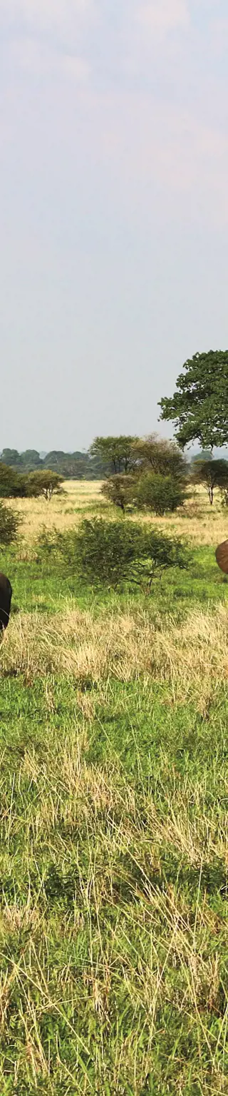 Auf Elefanten-Besuch im Tarangire Nationalpark
